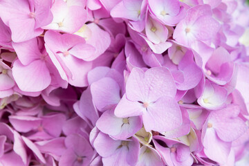 Lovely delicate blooming pink-lilac hydrangeas. Spring summer flowers in the garden