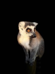 Lémurien maki catta