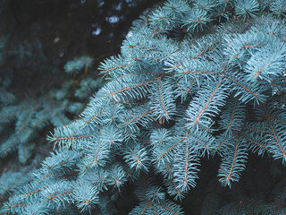 Sharp needle leaves of the blue spruce tree, close up. Silver spruce background. Coniferous tree