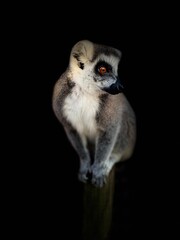 Lémurien maki catta