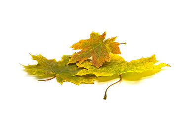 Maple leaves on a white background