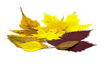 Set of autumn leaves on a white background