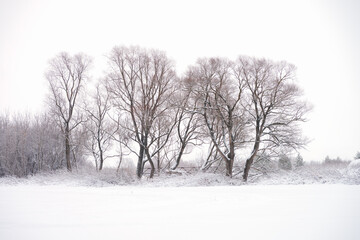 Beautiful winter landscape. A grove of snow-covered trees with fancy trunks on a white snowy background. Copy space.
