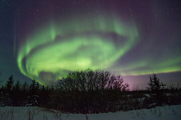 Powerful and wild northern lights fill the sky above a boreal forest treeline foreground in...