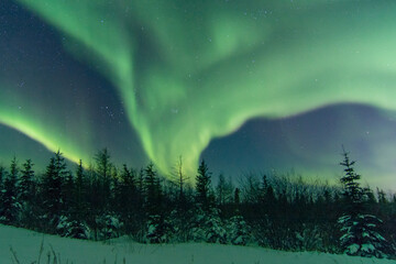 Powerful and wild northern lights fill the sky above a boreal forest treeline foreground in...
