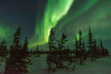 Powerful aurora borealis and northern lights fill the sky behind spruce trees at the edge of the treeline near Churchill, Manitoba, Canada
