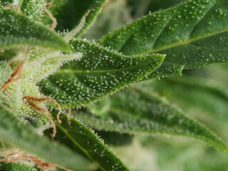 medical marijuana, plant flowers