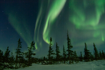 Naklejka premium Powerful aurora borealis and northern lights fill the sky behind spruce trees at the edge of the treeline near Churchill, Manitoba, Canada