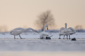 Łabędzie nieme i krzykliwe na zamarzniętym jeziorze o zachodzie słońca. © M