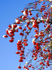 rowan tree branches with red berries covered with the fresh snow