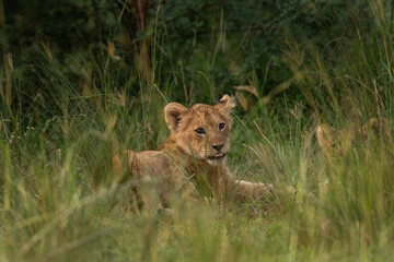 Cubs of lion hiding in the grass. Pack of lion in Queen Elizabeth National Park. Wildlife in Uganda. 