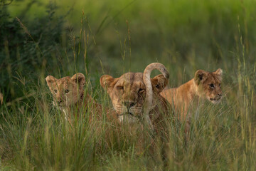Cubs of lion hiding in the grass. Pack of lion in Queen Elizabeth National Park. Wildlife in Uganda. 