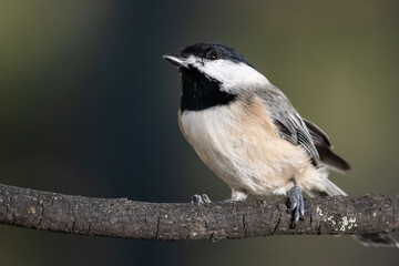 Carolina Chickadee Perched Delicately on a Slender Branch