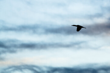 Double-Crested Cormorant Silhouetted in the Evening Sky As It Flies