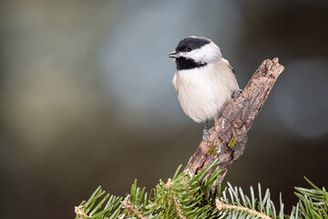 Carolina Chickadee Perched in an Evergreen Tree