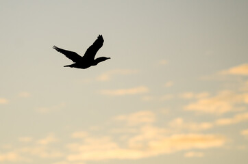 Fototapeta na wymiar Silhouetted Double-Crested Cormorant Flying in the Evening Sky