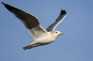 Ring-Billed Gull Flying in a Blue Sky