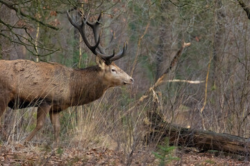 Red deer in the woods. Red deer at the Veluwe.