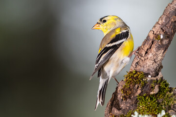 Male Goldfinch Changing to Breeding Plumage