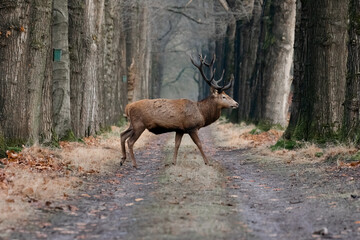 Fototapeta premium Red deer in the woods crossing the road. Red deer at national park the Hoge Veluwe.