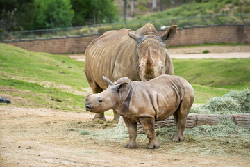 Naklejka premium Southern White Rhinoceros at the Safari Zoo