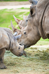 Obraz premium Southern White Rhinoceros at the Safari Zoo