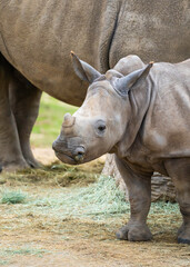 Obraz premium Southern White Rhinoceros at the Safari Zoo