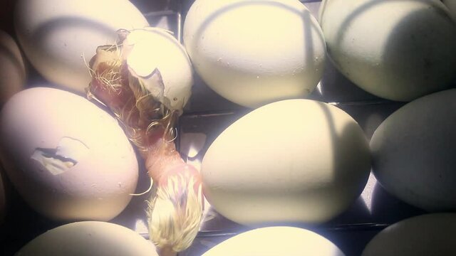 Newborn little chick coming out of an egg in the incubator. Chicken eggs in an incubator for the conclusion of chickens, ducklings and gooses.
