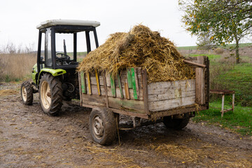 tractor with a trailer on a dirt road. There is a large pile of manure with hay in the trailer after harvesting in the agricultural sector