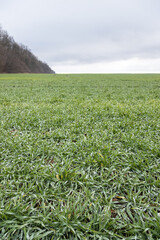 Green wheat field covered with rime in early winter