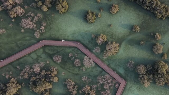 Unique ecosystem in Abu Dhabi, mangroves along the coastline. Aerial view.