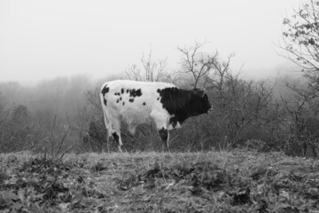 Calf in winter fog of Texas landscape on farm or ranch.