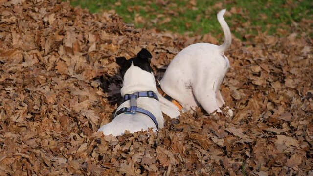 Jack Russell breed adult and puppy dogs playing among dry oak leaves.