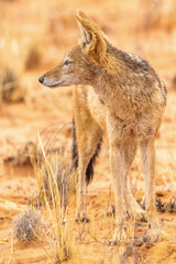 Black-backed Jackalin the Kgalagadi