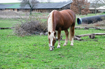 Horses graze freely on a green meadow