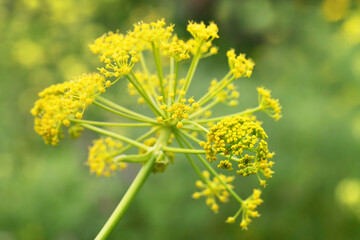 Aromatic Dill or Fennel  blossoming. Plant with yellow- green flower head against natural blur background. Macro in nature