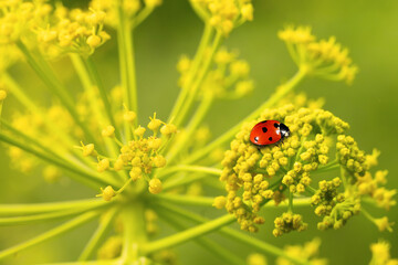 Red ladybug sits on yellow- green flower head of Aromatic Dill or Fennel blossoming plant against natural blur background. Seven-spot ladybird (ladybug), Coccinella septempunctata. Macro   © Alexey Protasov