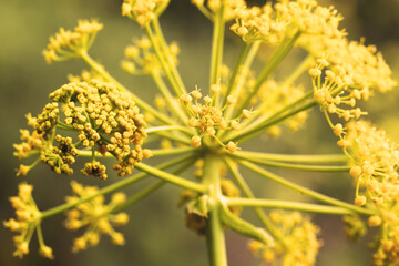 Aromatic Dill or Fennel  blossoming. Plant with yellow- green flower head against natural blur background. Macro in nature