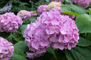 Lovely delicate blooming ball pink-lilac hydrangeas. Spring summer flowers in the garden
