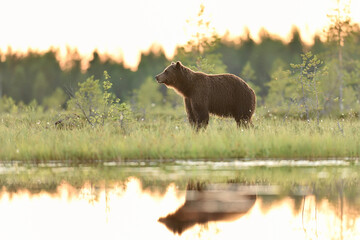 Brown bear next to the water in the bog at sunset