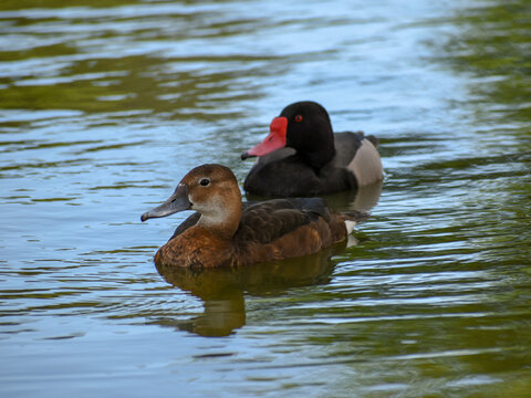 pair of rosy-billed pochard, Netta peposaca, on a lake