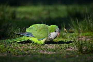 monk parakeet (myiopsitta monachus), or quaker parrot