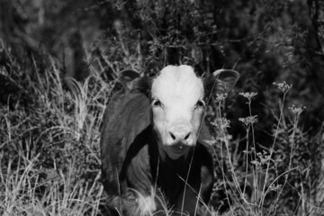 Hereford calf face from Texas ranch grass