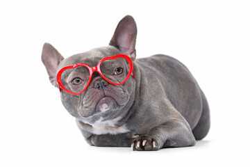 French Bulldog dog wearing red heart shaped Valentine's day glasses on white background