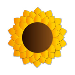 sunflower on white background