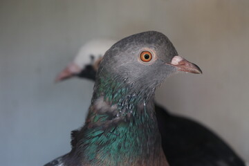 close up of a dove