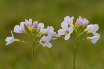 Cuckoo flowers (cardamine pratensis) in bloom