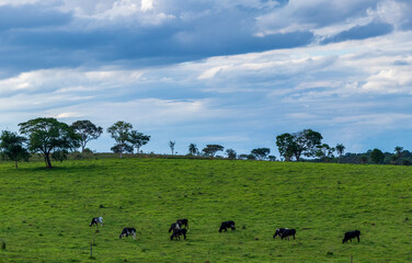 Gado pastando no pasto verde na fazenda.