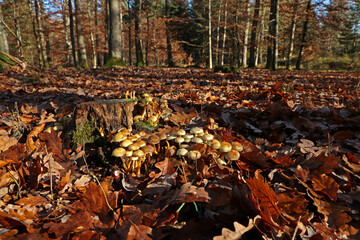 Autumn mushrooms grow in the forest on a stump