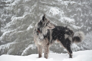 Fototapeta premium a mountain dog